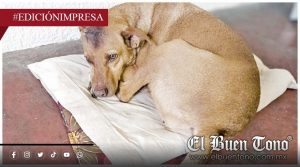 Machɛtɛan a dos perros; dos sujetos en motocicleta