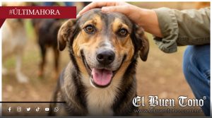 Investigan αtαque a perro en Zongolica; podría perder una pata