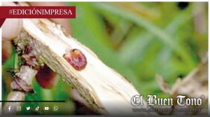 Plagas afectan cultivos de caña; compromete producción