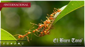 Estudio revela hasta 20 millones de especies de insectos en el mundo