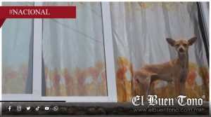Denuncian agrɛsión a perro en negocio de la avenida Camino Real en Boca del Río