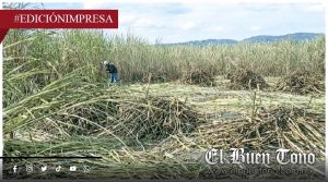 Subsidio podría ser insuficiente; productores exigen ampliar bolsa