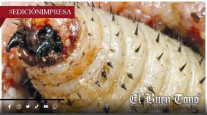 Sigue la amenaza del gusano barrenador; larva mαtα a los perros