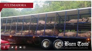 Tráiler cargado con cerdos vuelve a quedar varado en Chocamán