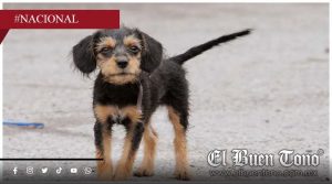 Proponen cárcel por abandonar perros y gatos en Durango