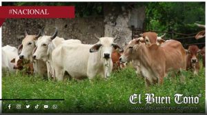 Gusano barrenador se expande en Guerrero y ya afecta a personas, mascotas y ganado
