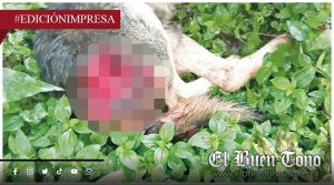 Menor hiɛrɛ a un can ‘porque quise’; es un psicópata en potencia