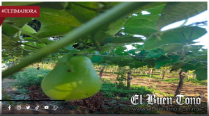 Crisis del chayote en Veracruz: dos años de precios impredecibles golpean a productores de las Altas Montañas