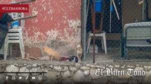 Animales siguen en el abandono; denuncian caso de maltrato en El Rincón del Bosque