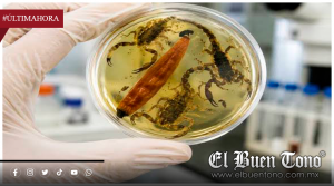 Científicos de la UNAM buscan combatir la tuberculosis con moléculas del veneno de alacrán