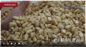 Apoyo de 7 mil pesos por tonelada de maíz, paso adelante pero lejos de rescatar al campo veracruzano