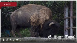Mvert3 de bisonte reaviva polémica por descuidos en el Zoológico de León