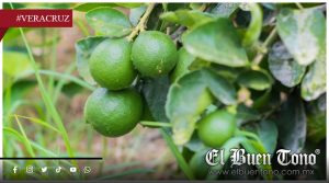 Plagas reducen hasta 70% la producción de cítricos en Martínez de la Torre
