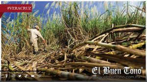 Sader descarta crisis cañera en Veracruz; confirma daños por hongos en 10 mil hectáreas