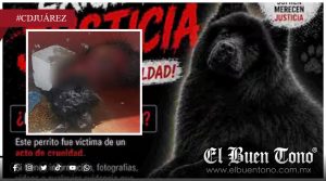 D3soll@n a perro en Ciudad Juárez; exigen justicia por brvtal caso