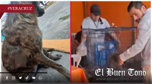 Indignación por m@ltrato animal; exigen castigo para responsable de atacar a ‘Hiena’