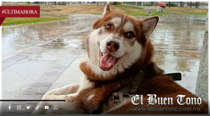 Lucas, el husky de Tabasco que obtuvo una pensión tras el divorcio de sus dueños