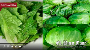 México investiga brote de ciclosporiasis en EU; Cofepris rastrea origen de lechuga vinculada a casos
