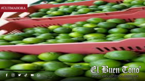 Citricultores de Cuitláhuac enfrentan precios a la baja; reja de limón se cotiza entre 60 y 70 pesos
