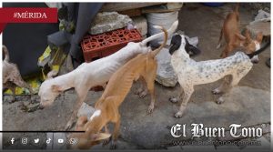 Rescatan a 48 perros en condiciones críticas de abandono y desnutrición en Mérida