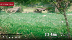Pug en situación de abandono en Río Blanco contrastan con el discurso oficial de bienestar animal
