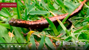 Mitos sobre el tlaconete han puesto en riesgo a esta especie, advierte biólogo