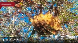 Muerte por ataque de abejas evidencia falta de capacitación en cuerpos de emergencia, advierte ambientalista