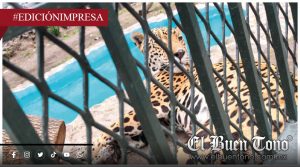 Exponen a jaguar a solventes tóxicos; violan protocolos de fauna silvestre