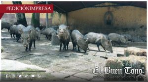 Carnicería en la UMA; alimentan leones con pecaríes