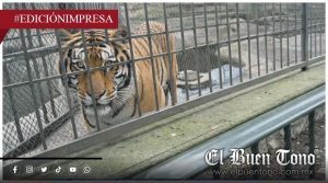 ¿Qué le pasó a la tigresa? Negligencia en la UMA
