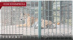 Mαtα UMA a tigre ‘Toño’; además, se deteriora salud de un oso