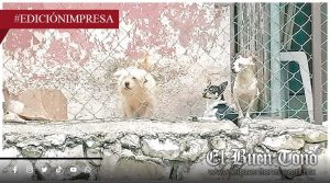Exigen rescatar perros abandonados; persisten denuncias por maltrato