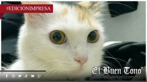 Cuidados para las mascotas; el clima los pone en peligro