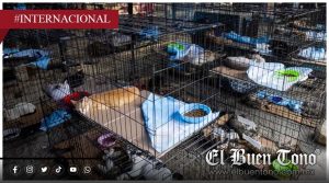 Más de 700 mascotas siguen esperando un hogar tras los terremotos en Venezuela
