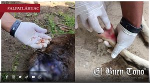 Alpatláhuac reporta más de 200 casos de gusano barrenador en animales