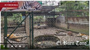 Bio Zoo concentra el mayor inventario de tigres en Veracruz
