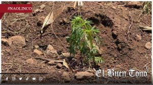 Falta de lluvias pone en riesgo cosecha de cempasúchil en Naolinco