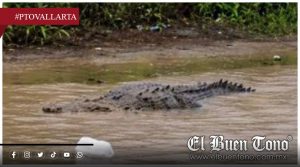 Restringen playas de Puerto Vallarta por presencia de cocodrilos tras intensas lluvias