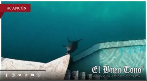 Nueve delfines permanecen en cautiverio tras el cierre de un delfinario en Cancún