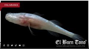 Hallan una nueva especie de pez ciego y la bautizan como ‘Demogorgon’