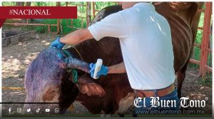 Confirman primer caso de gusano barrenador en Sonora