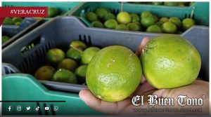Veracruz se consolida como segundo productor de limón en México; Martínez de la Torre lidera la cosecha estatal