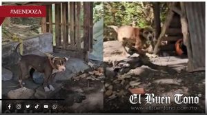 VIDEO|Denuncian recurrente m@ltrato an¡mal en el paseo de los ahuehuetes que las autoridades ignoran
