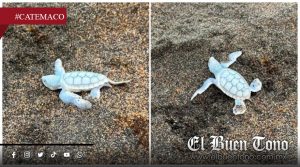 VIDEO|Tortuguita albina nace en campamento de Catemaco y es liberada al mar