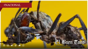 Descubren en México seis “hongos zombis” que manipulan a hormigas y uno lleva el nombre de Guillermo del Toro