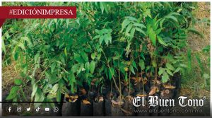 Reforestación de cerro ‘El Gentil’; devastado por incendios en 2024