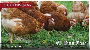 Mujeres denuncian fraude con gallinas; sin explicación oficial, en Tezonapa