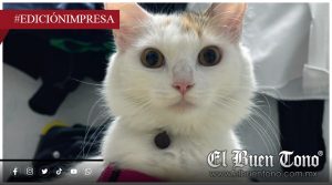 Celebran el Día del Gato; salud y cuidado felino