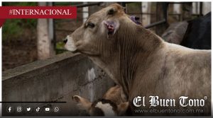Suspenden exportación de ganado de Sonora a EU por falla técnica