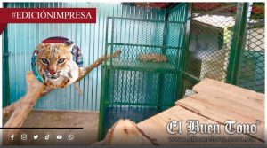 PERMANECE LINCE ENJAULADO; MAQUILLAN LA CRUELDAD EN UMA   